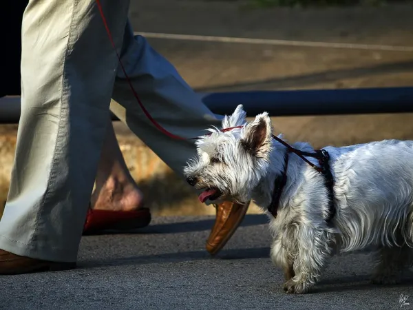 5 choses que vous faites mal lorsque vous promenez votre chien