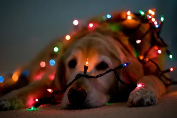 Meu cachorro come a árvore de Natal