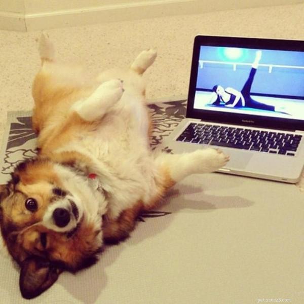 Yoga för hundar