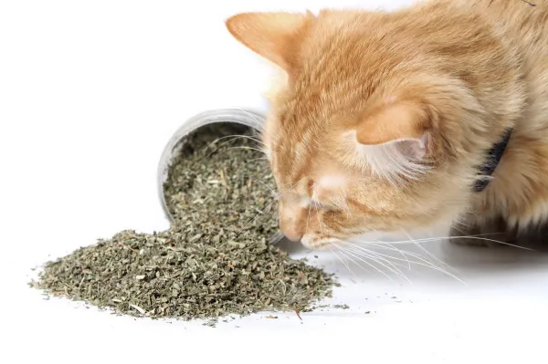 Propriétés de l herbe à chat