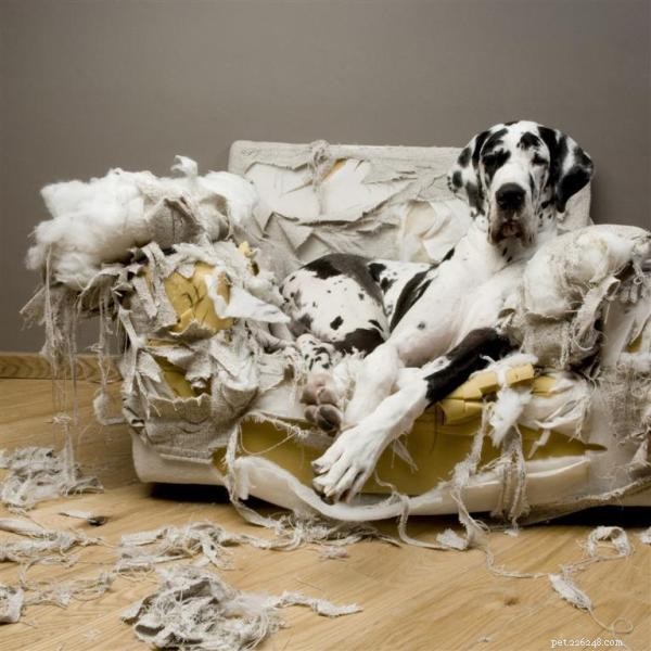 Советы, как не дать собаке кусать мебель