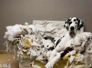 Tipy, jak zabránit tomu, aby váš pes kousal nábytek