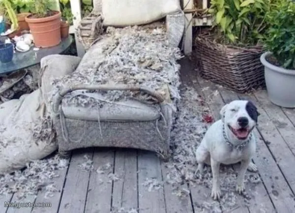 Dicas para impedir que seu cachorro morda os móveis