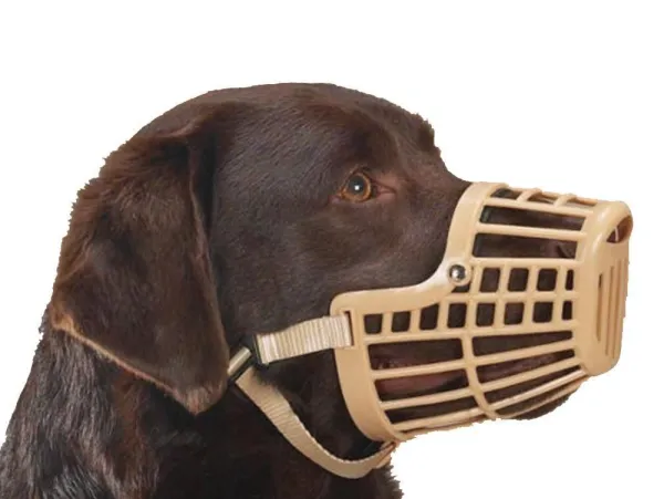 口輪を使用するように犬を訓練する 