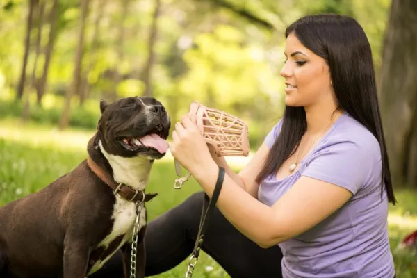 Uw hond trainen om een ​​muilkorf te gebruiken