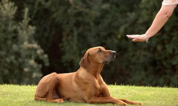 Como treinar seu cão:5 dicas