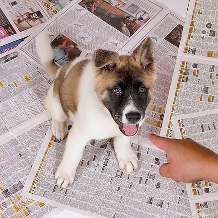 子犬のための紙のトレーニング 