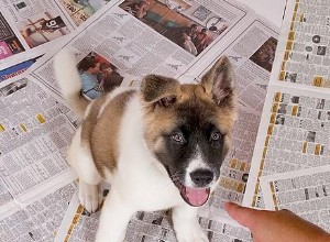 子犬のための紙のトレーニング 