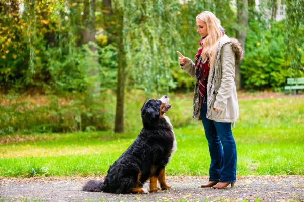 Como ensinar seu cão a ficar parado sob comando