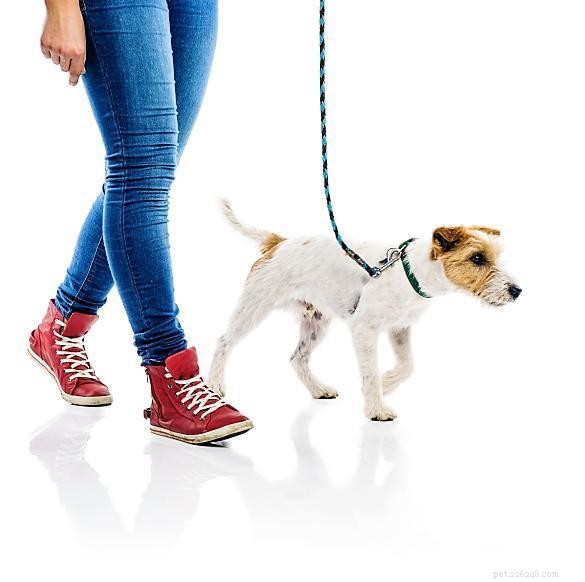 Как научить собаку ходить рядом с вами