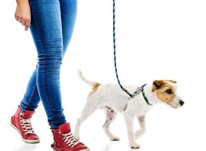 Как научить собаку ходить рядом с вами