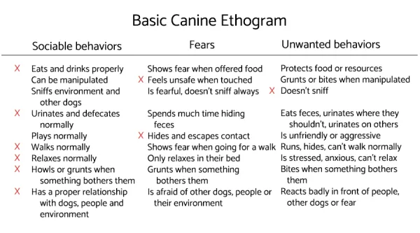 Comment faire un éthogramme de chien