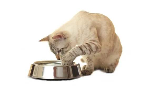 Почему кошка выплескивает воду из миски?