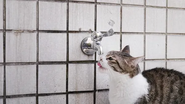 고양이가 그릇에서 물을 튀기는 이유는 무엇입니까?