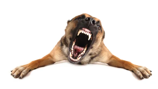 あなたの犬が怒っているかどうかを知る方法 