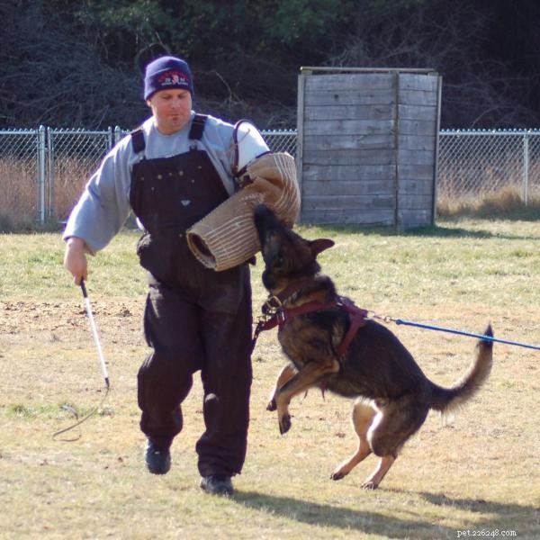 シュッツフント犬の訓練 