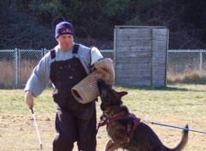 シュッツフント犬の訓練 