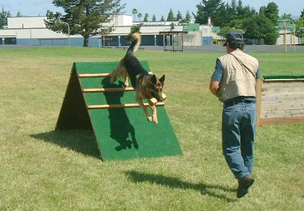 Schutzhund 개 훈련