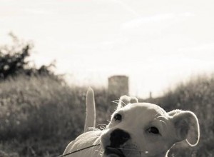 Советы и подсказки, как научить щенка не кусаться