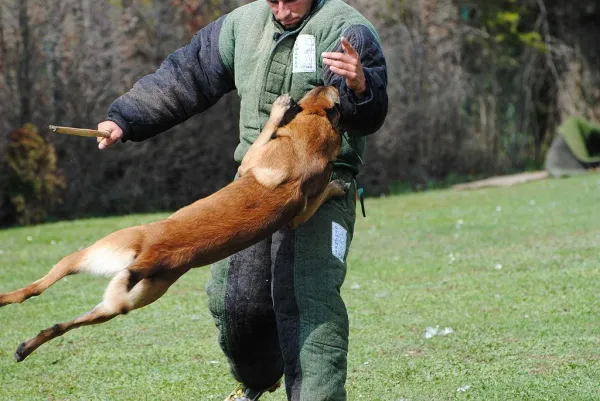 Addestramento per cani Schutzhund