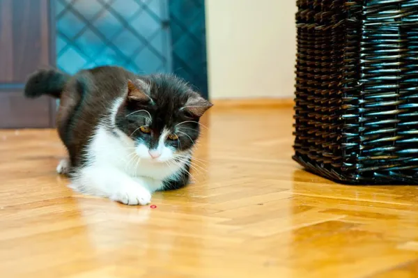 Är det OK för katter att leka med laserpekare?
