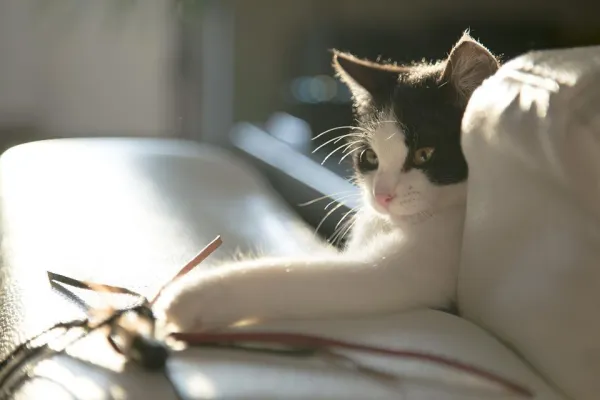 Можно ли кошкам играть с лазерными указками?