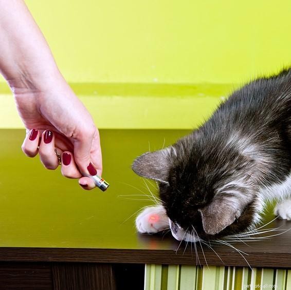 Можно ли кошкам играть с лазерными указками?