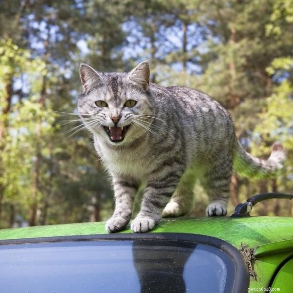 고양이와 함께 자동차로 여행할 때 권장사항