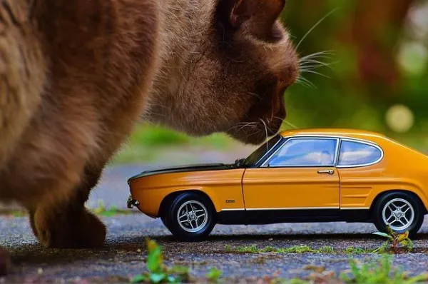 猫と一緒に車で旅行するための推奨事項 
