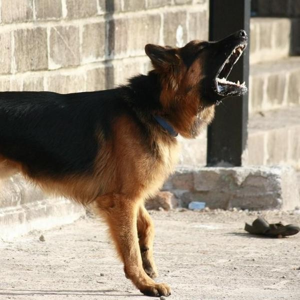 Hoe u het hinderlijke blaffen van een hond kunt stoppen:tips