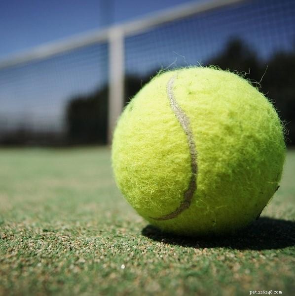 테니스 공은 개에게 해롭습니까?
