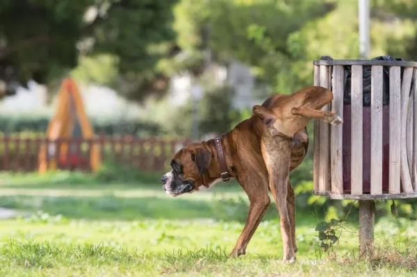 Hur man tränar en hund att kissa på ett ställe