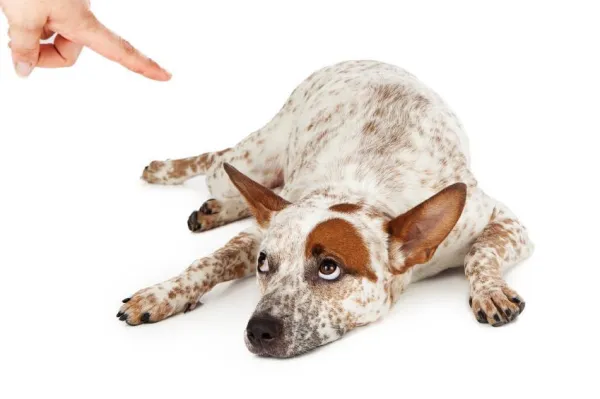 Cinq erreurs courantes que vous faites lorsque vous grondez un chien