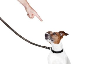 5 běžných chyb, kterých se dopouštíte při kárání psa