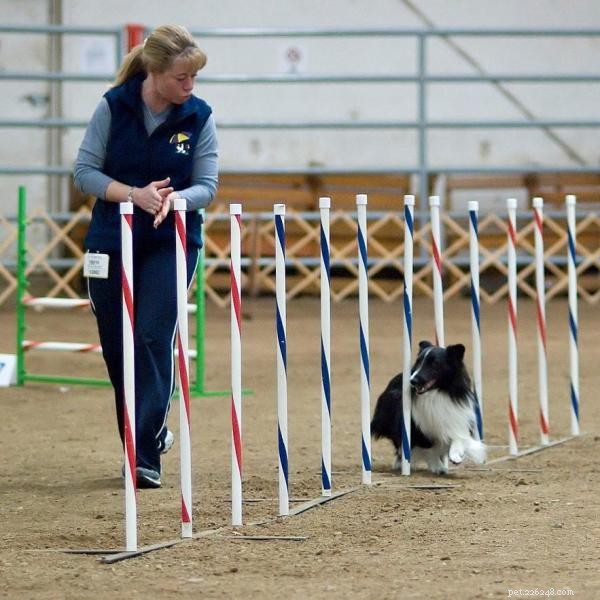 犬の敏捷性：トレーニングを開始するためのヒント 