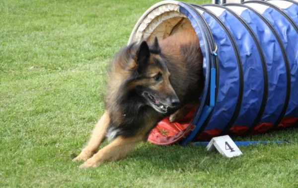 犬の敏捷性：トレーニングを開始するためのヒント 