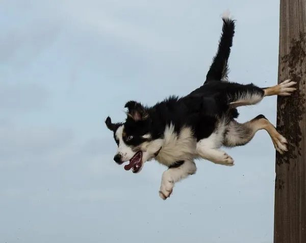 Советы, как удержать собаку от прыжков на людей