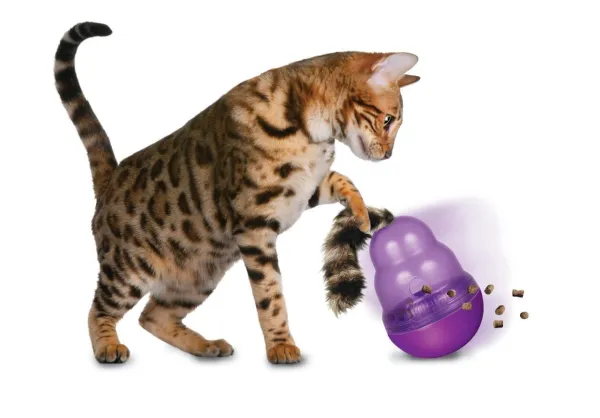 Exercício físico para gatos obesos:dicas e diretrizes