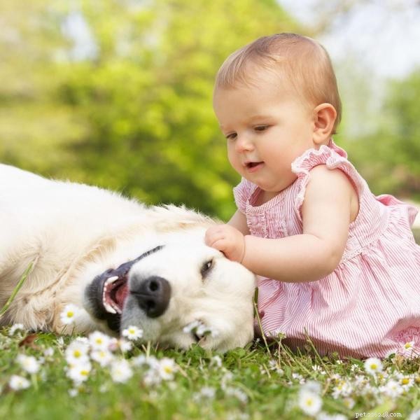 Suggerimenti per prevenire la gelosia tra un cane e un bambino