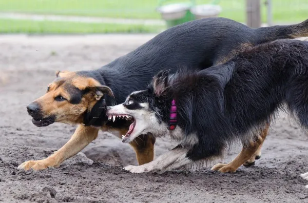 Wat te doen als twee honden niet met elkaar overweg kunnen