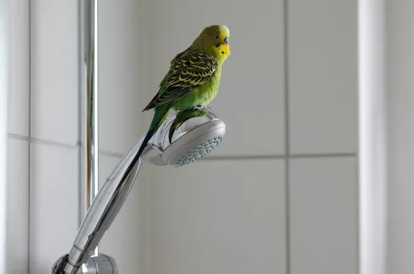 Дрессировка волнистого попугая на ручном вскармливании
