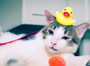 Leksaker för katter:Idéer och tips för att leka med din katt