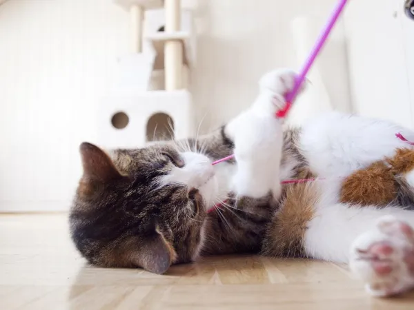 Leksaker för katter:Idéer och tips för att leka med din katt