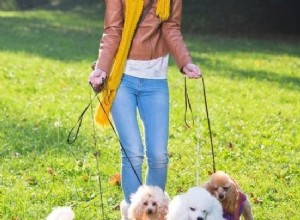 一度に複数の犬を歩く方法：ヒントと必要な資料