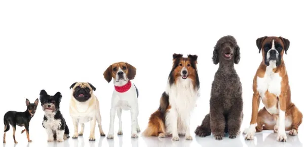 Hoe meerdere honden tegelijk uit te laten:tips en benodigde materialen