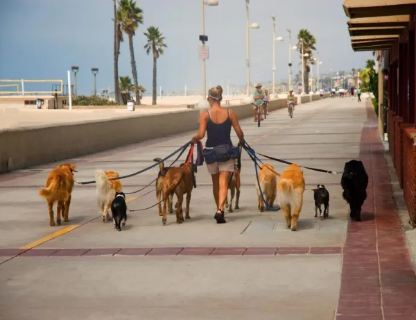 一度に複数の犬を歩く方法：ヒントと必要な資料