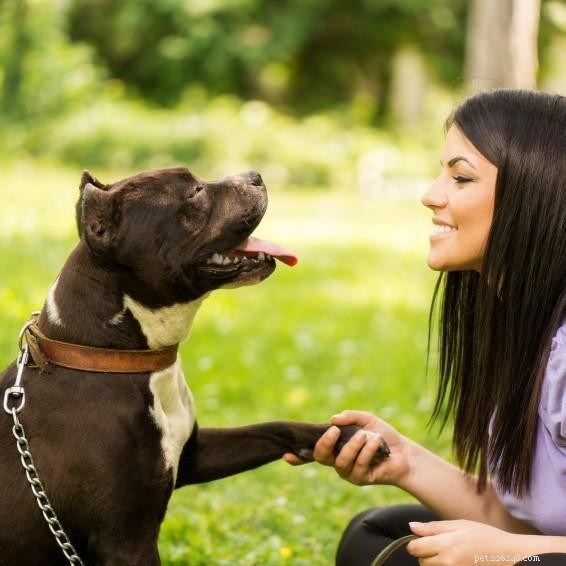 Tips om uw hond te leren een halsband en riem te dragen