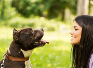 Tips för att lära din hund att bära halsband och bly