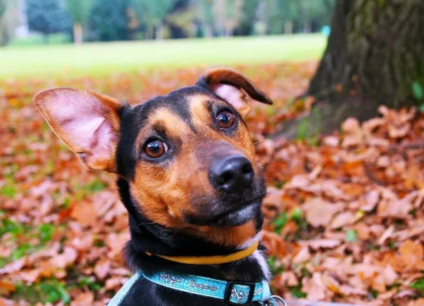 Tips om uw hond te leren een halsband en riem te dragen