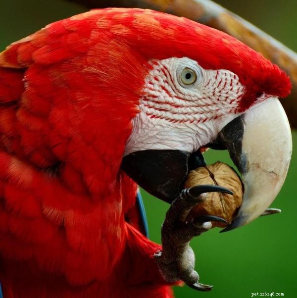Tips för att lära din papegoja att prata